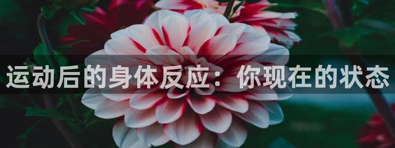 必一运动app